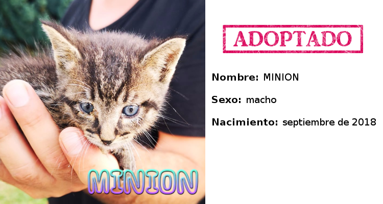 Minion adoptado