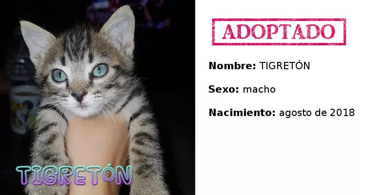 Tigreton adoptado