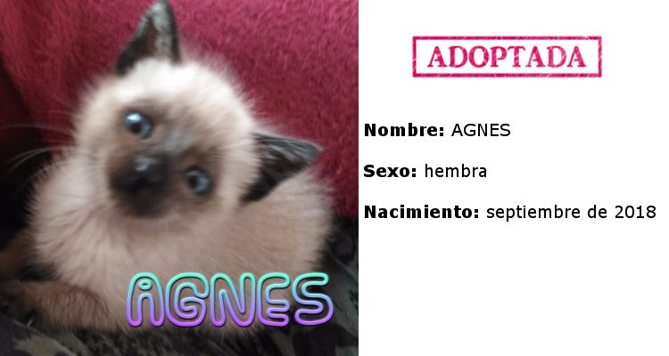 Agnes adoptada