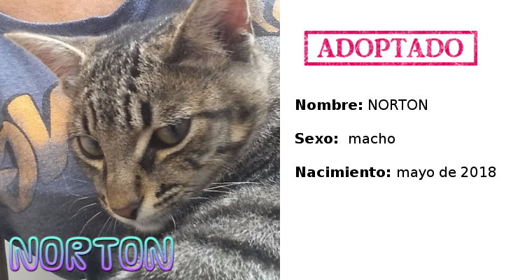 Norton adoptado