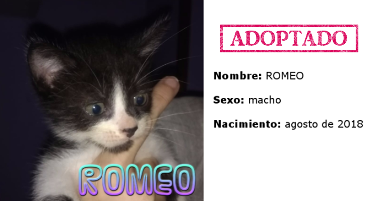 Romeo adoptado