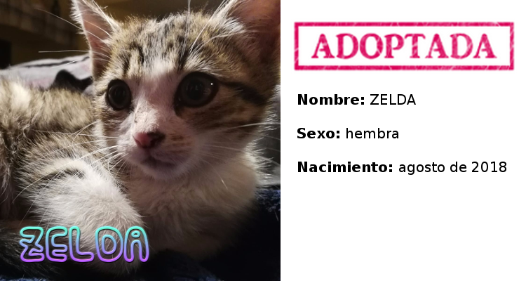 Zelda adoptada
