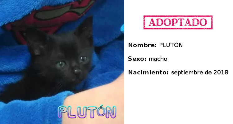 Pluton adoptado